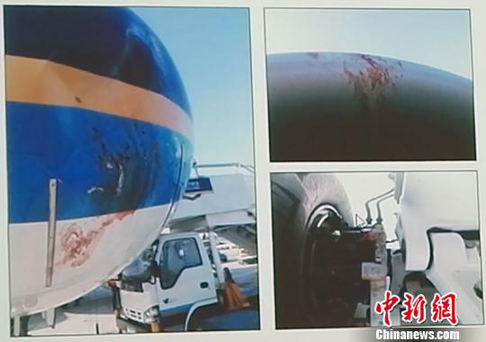 发生信鸽撞击航空飞行器后，机身发现血迹。　乌鲁木齐国际机场分公司供图 摄