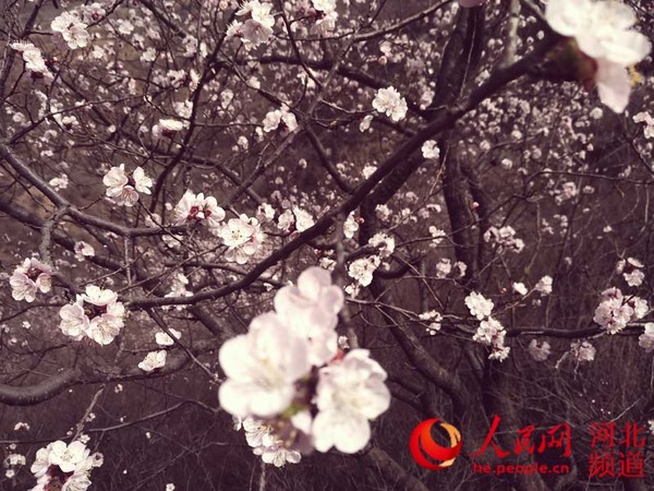 图为河北省石家庄市元氏县佃户营村的杏花峪景区的杏花。王红 摄