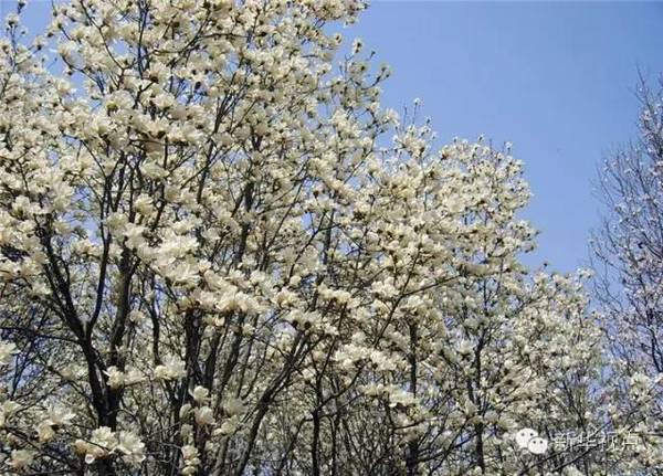 总书记植树时说了啥？