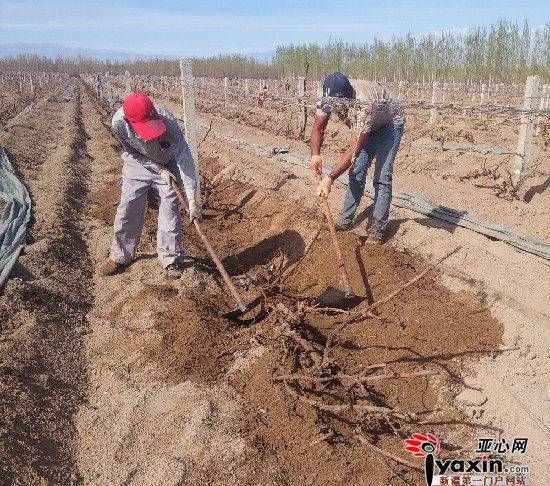 焉耆十万亩酿酒葡萄陆续出土上架|葡萄|种植园