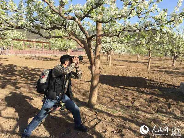 花前树下的拍摄。人民网 孟竹 摄