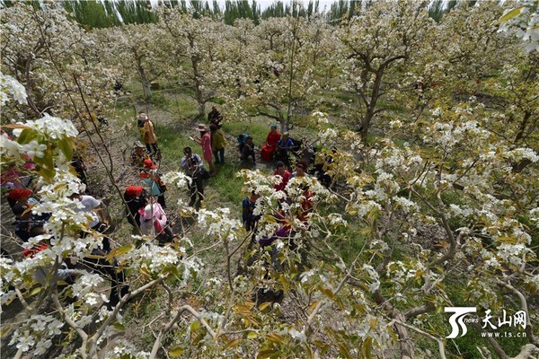 2016年4月9日，游客在兵团二师30团梨园里游玩。