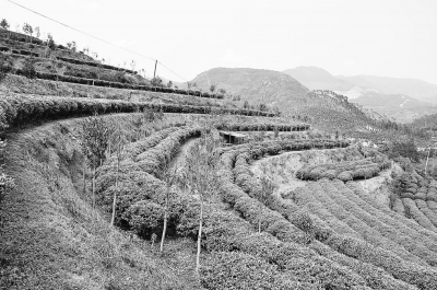 套种在乌龙茶园中的沉香茶。