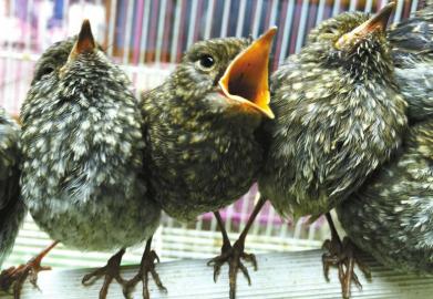 等待出售的野生幼鸟。