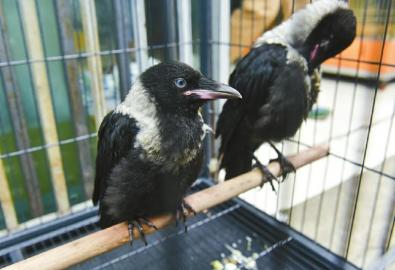 被查收的白颈鸦。