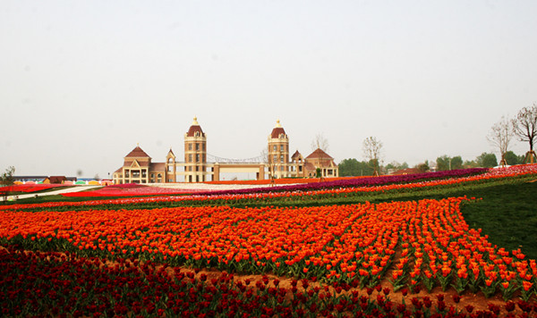 洛阳万安山豪泽国际郁金香花海:千亩郁金香竞
