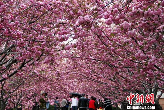 4月16日，山东省莱阳市第二届濯村樱花节开幕。　张玉雷　摄
