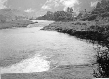 杨柳河 周明生摄