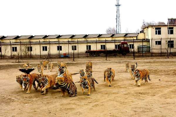 登车前老虎捕食猎物