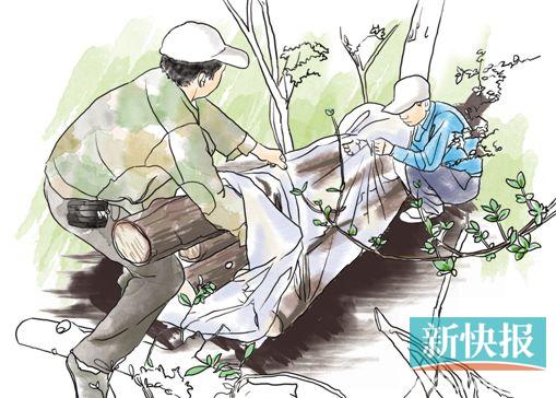 ●陈纪文发明的套袋熏蒸法,伐下来的枯木去皮,纵向连砍数刀,间歇喷洒虫线清乳油,树干锯成100-150厘米长,放进薄膜袋里,用磷化铝熏蒸,可以熏杀传媒昆虫和松材线虫。