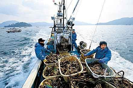 　　2月15日，在日本北部岩手县，合作社负责人白野（中）与他的儿子（右）在运送牡蛎的船上。一年来，渔民组织了合作社，重建家园新华社