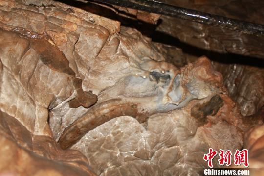 图为九连洞中发现的疑似动物犄角化石，目前其价值还有待考证　宋锦丰　摄