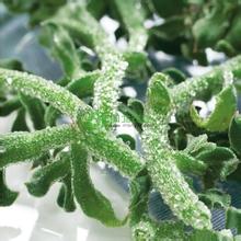 多肉植物冰菜走上甬城餐桌,你吃过吗?