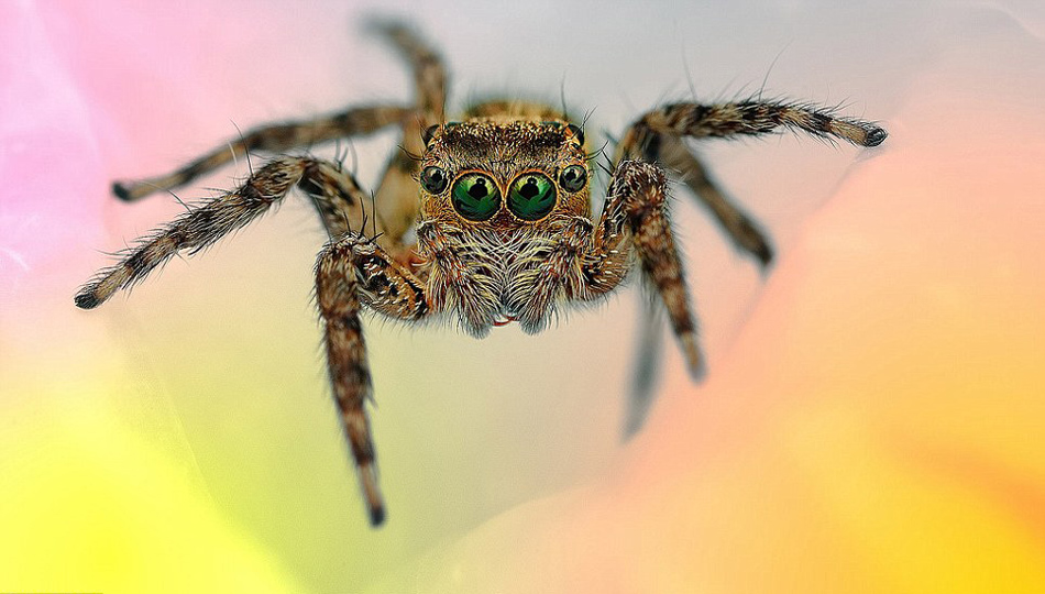 马来西亚摄影师微距拍蜘蛛惊人照