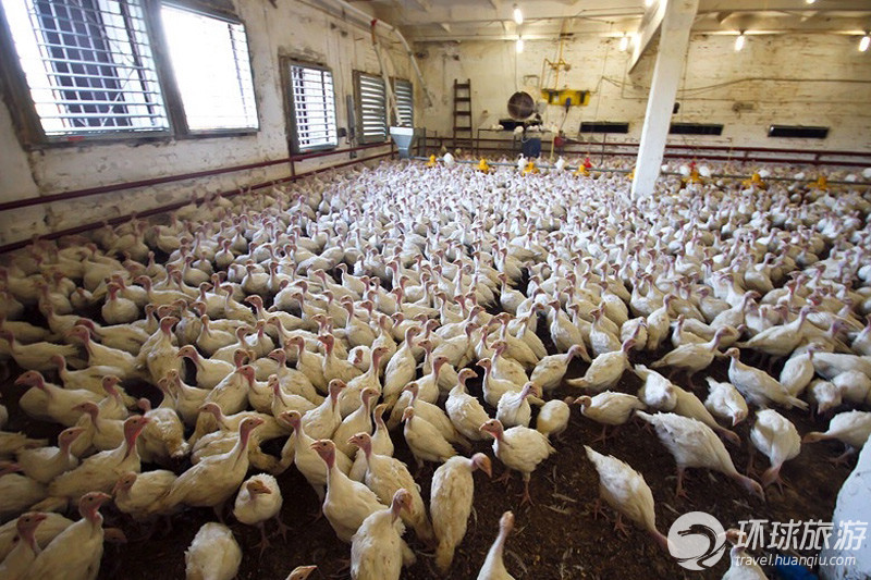 鞑靼斯坦火鸡养殖场 看火鸡养殖与肉鸡有何不