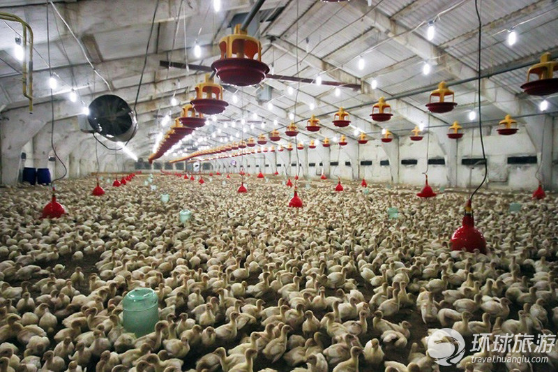 鞑靼斯坦火鸡养殖场+看火鸡养殖与肉鸡有何不