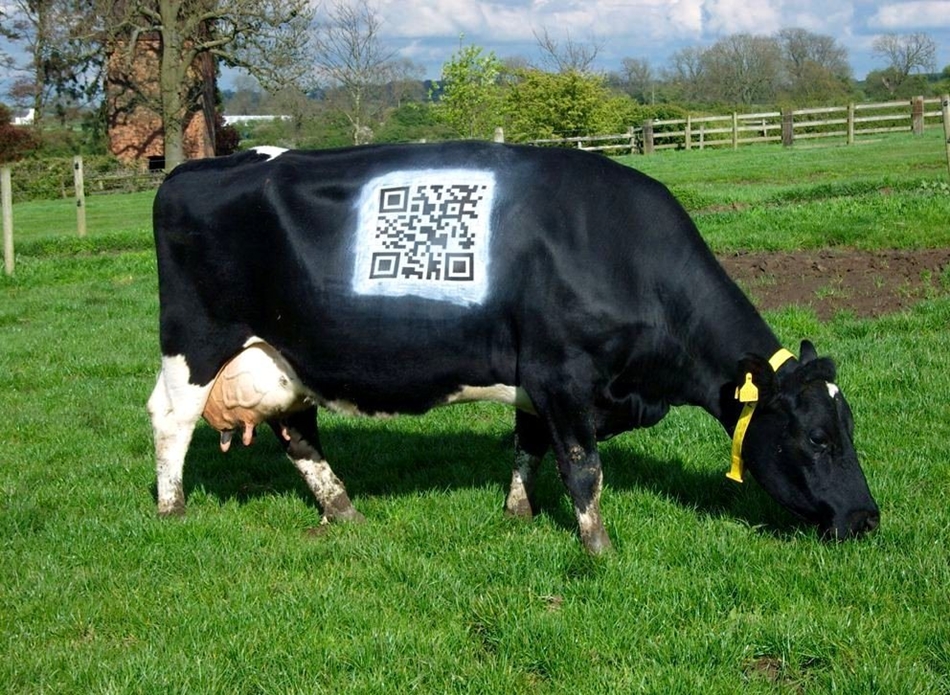奶牛身上也有二维码+手机扫描观察真实生活