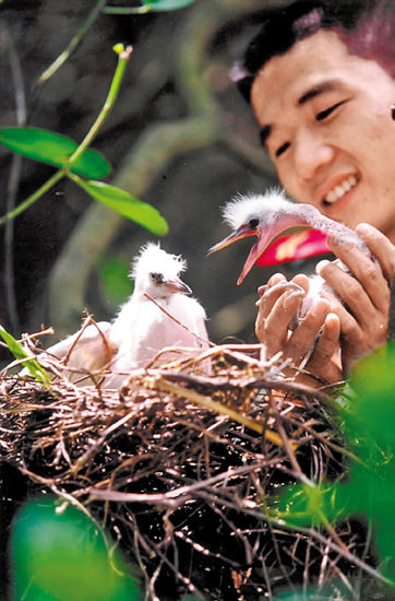 在深圳红树林，小候鸟得到细心呵护 　周文杰 摄
