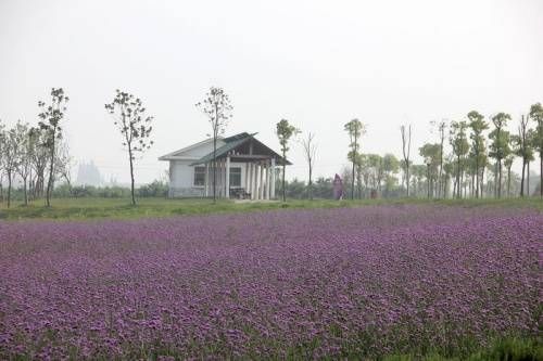 薰衣草正盛 盘点上海五大薰衣草乐园