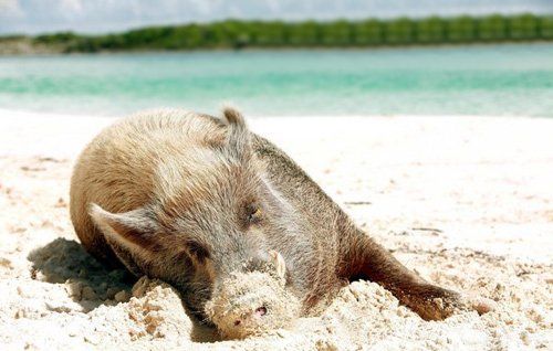 世界最幸福的猪 拥有一座小岛(组图)