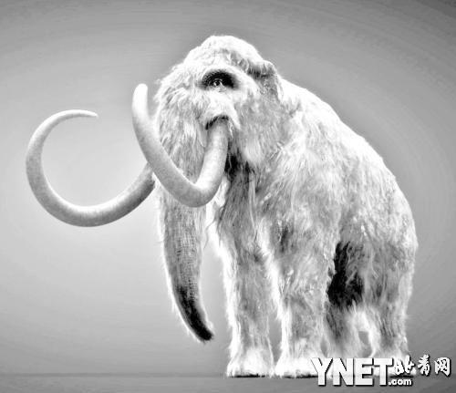 曾陷造假丑闻韩国学者参与复活"猛犸象"计划