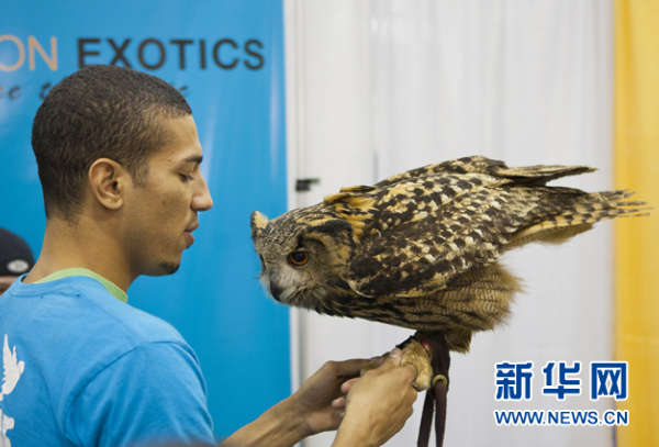 多伦多举行宠物展 猫头鹰蛇齐上阵(组图)_科技频道_凤凰网