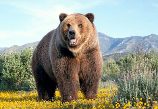 棕熊 代表人物:《边缘》