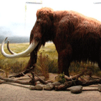 塞尔维亚发现猛犸象