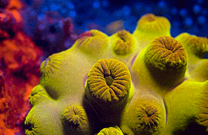 海底罕见荧光生物(组图)