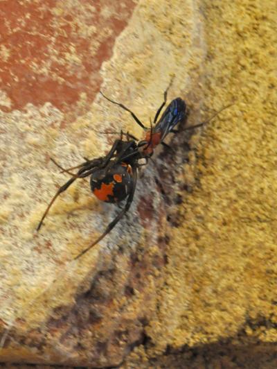 捕猎赤背蜘蛛的小黄蜂(agenioideus nigricornis)正拖着被麻痹的