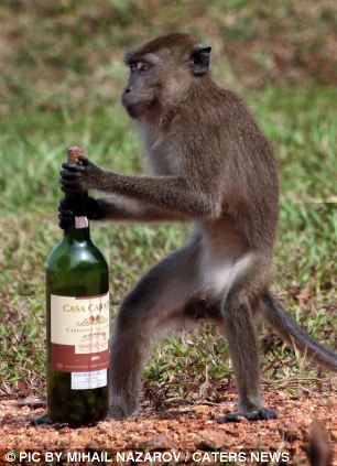 猴子扮"酒鬼" 自己打开木塞畅饮红酒(图)