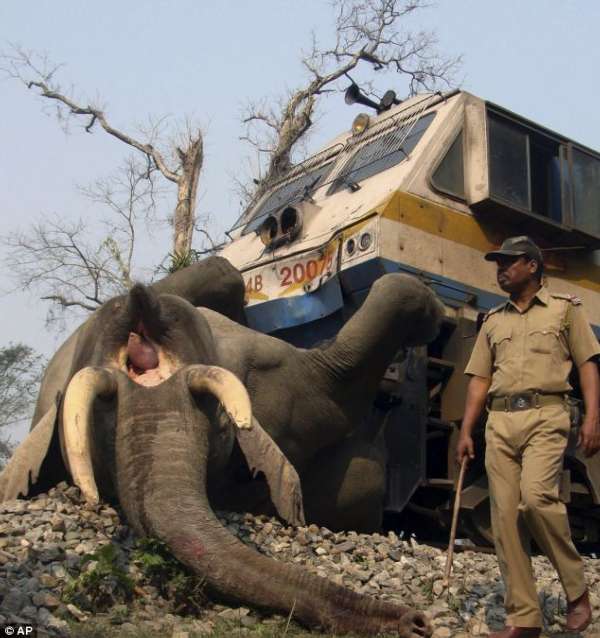 火车 大象/印度大象过铁轨时被高速火车撞死...