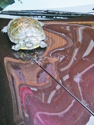 一只乌龟从天而降,不偏不倚落在一辆正在做美容的保时捷车上,引擎盖