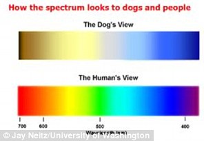 狗能看到什么颜色 并不是单纯的色盲