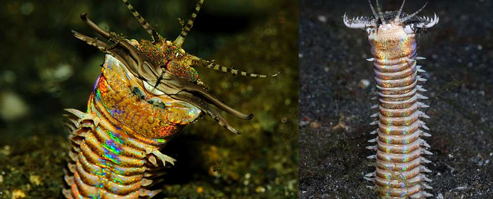 恐怖博比特虫潜伏海底 瞬间撕碎猎物(图)