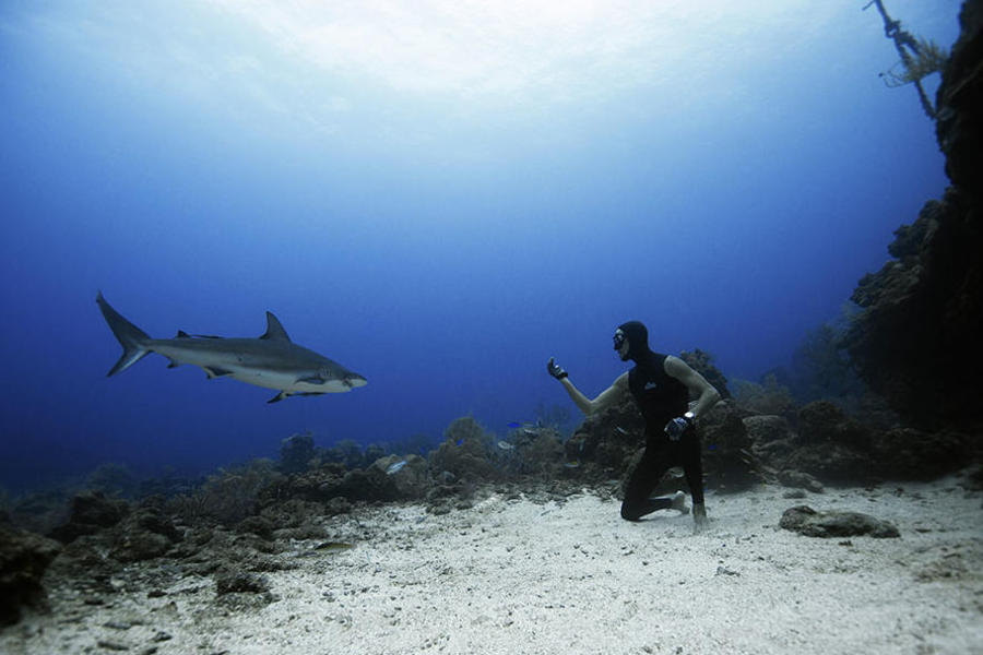 尤西比奥试图与其中一条鲨鱼玩耍，他半跪在地，引诱着鲨鱼靠近。