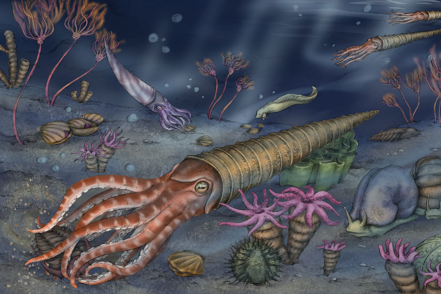 到4.9亿年地球进入奥陶纪（4.9——4.38亿年前），在5000万年内，地球出现了原始脊椎动物异甲鱼类——星甲鱼和显褶鱼。海生无脊椎动物笔石、三叶虫、鹦鹉螺类和腕足类空前发展，珊瑚开始出现。
