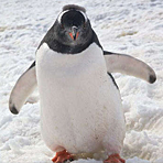 小企鹅扑向摄影师