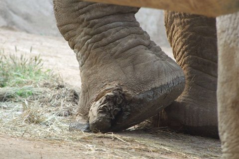 大象脚疾半年未愈八达岭野生动物园回应需等进口药
