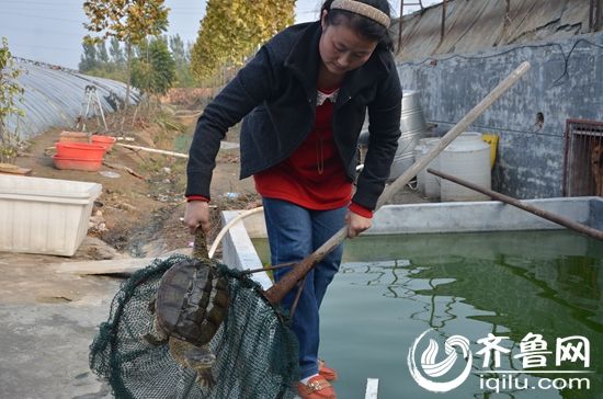 济宁一养殖场鳄鱼龟集体死亡场主怀疑人为投毒