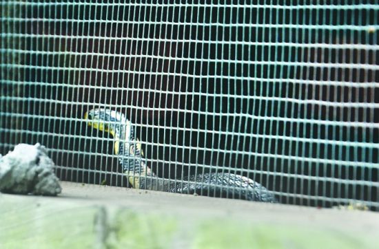 隆昌云顶磊鑫蛇场，蛇圈内的眼镜蛇幼蛇