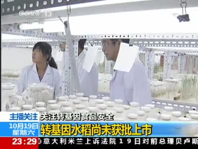 视频：转基因水稻尚未获批上市