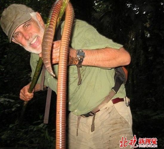 厄瓜多尔怪物级巨型蚯蚓 长1.5米重1斤