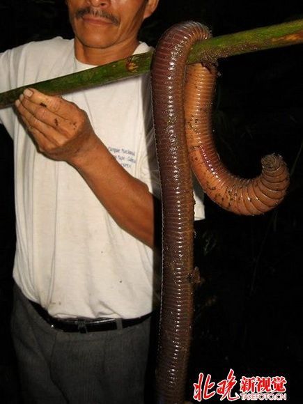 厄瓜多尔怪物级巨型蚯蚓 长1.5米重1斤