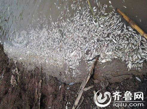 烟台四名小伙为吃鱼池塘喷药 一夜活鱼翻白肚