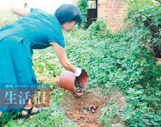 非洲巨型蜗牛入侵南宁追踪:农业局建议组织手