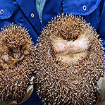 肥刺猬贪吃拒回大自然