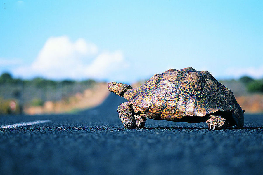 “乌龟” 动得最慢的物体不会被动得最快的物体追上。由于追赶者首先应该达到被追者出发之点，此时被追者已经往前走了一段距离。因此被追者总是在追赶者前面。”我们当然知道刘翔能够捉住海龟，跑步者肯定也能跑到终点。