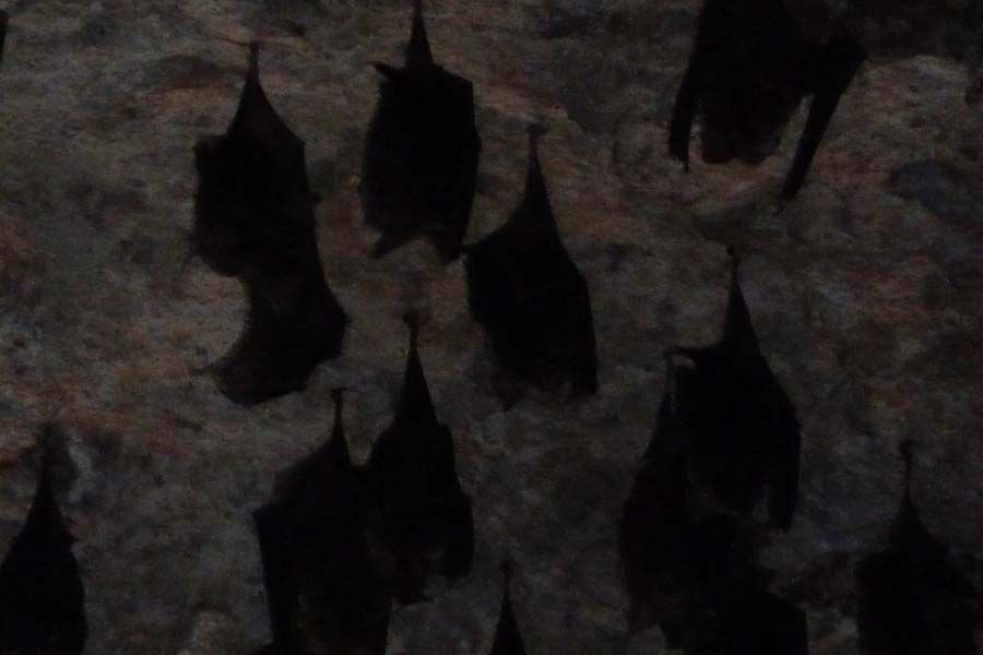 吸血蝙蝠，是蝙蝠科所有种类的吸血蝠的统称。吸血蝙蝠的身体不大，没有外露的尾巴，毛色主要呈暗棕色。它们的相貌看起来非常丑恶，在天黑之后才开始活动，每晚定时觅食——吸食动物的血液，不同种类的吸血蝙蝠吸血对象也有所不同。
