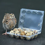 买鹌鹑蛋孵出小鹌鹑